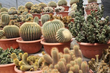 Kuala Lumpur, Malezya-26 Kasım 2018: seçilmiş küçük ve renkli kaktüs bir grup küçük plastik tencere dikili odaklı. Kaktüs kapalı dekorasyon olarak kullanılacaktır. Çiftçiler için gelir olarak müşteriye satış.   