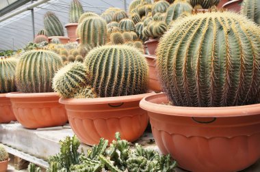 Kuala Lumpur, Malezya-26 Kasım 2018: seçilmiş küçük ve renkli kaktüs bir grup küçük plastik tencere dikili odaklı. Kaktüs kapalı dekorasyon olarak kullanılacaktır. Çiftçiler için gelir olarak müşteriye satış.   