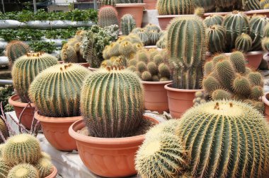 Kuala Lumpur, Malezya-26 Kasım 2018: seçilmiş küçük ve renkli kaktüs bir grup küçük plastik tencere dikili odaklı. Kaktüs kapalı dekorasyon olarak kullanılacaktır. Çiftçiler için gelir olarak müşteriye satış.   
