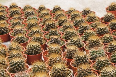 Kuala Lumpur, Malezya-26 Kasım 2018: seçilmiş küçük ve renkli kaktüs bir grup küçük plastik tencere dikili odaklı. Kaktüs kapalı dekorasyon olarak kullanılacaktır. Çiftçiler için gelir olarak müşteriye satış.   