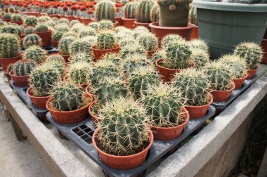 Kuala Lumpur, Malezya-26 Kasım 2018: seçilmiş küçük ve renkli kaktüs bir grup küçük plastik tencere dikili odaklı. Kaktüs kapalı dekorasyon olarak kullanılacaktır. Çiftçiler için gelir olarak müşteriye satış.   