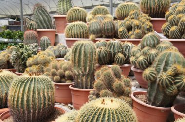 Kuala Lumpur, Malezya-26 Kasım 2018: seçilmiş küçük ve renkli kaktüs bir grup küçük plastik tencere dikili odaklı. Kaktüs kapalı dekorasyon olarak kullanılacaktır. Çiftçiler için gelir olarak müşteriye satış.   