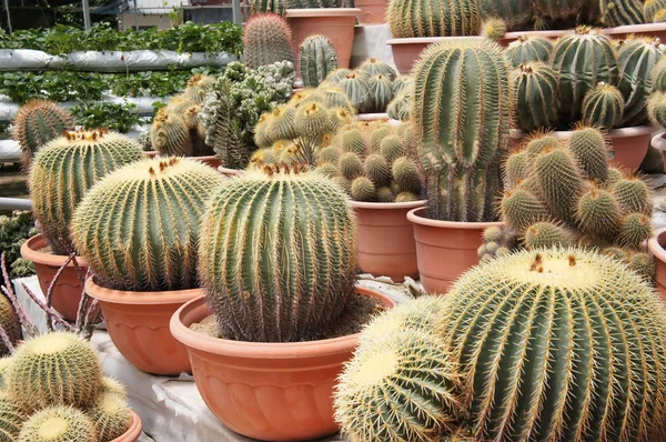 Kuala Lumpur, Malezya-26 Kasım 2018: seçilmiş küçük ve renkli kaktüs bir grup küçük plastik tencere dikili odaklı. Kaktüs kapalı dekorasyon olarak kullanılacaktır. Çiftçiler için gelir olarak müşteriye satış.   
