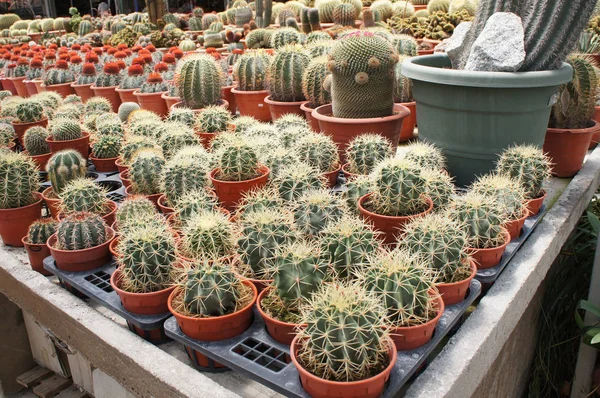 Kuala Lumpur, Malezya-26 Kasım 2018: seçilmiş küçük ve renkli kaktüs bir grup küçük plastik tencere dikili odaklı. Kaktüs kapalı dekorasyon olarak kullanılacaktır. Çiftçiler için gelir olarak müşteriye satış.   