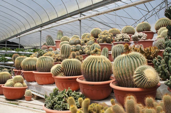 Kuala Lumpur, Malezya-26 Kasım 2018: seçilmiş küçük ve renkli kaktüs bir grup küçük plastik tencere dikili odaklı. Kaktüs kapalı dekorasyon olarak kullanılacaktır. Çiftçiler için gelir olarak müşteriye satış.   