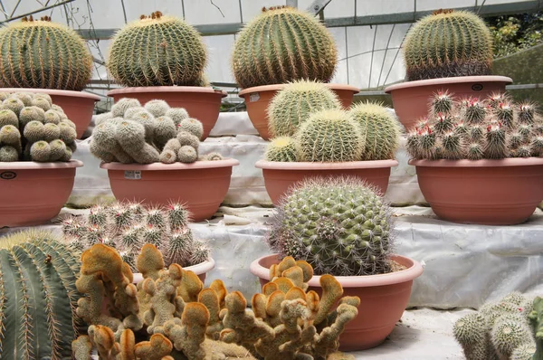 Kuala Lumpur, Malezya-26 Kasım 2018: seçilmiş küçük ve renkli kaktüs bir grup küçük plastik tencere dikili odaklı. Kaktüs kapalı dekorasyon olarak kullanılacaktır. Çiftçiler için gelir olarak müşteriye satış.   