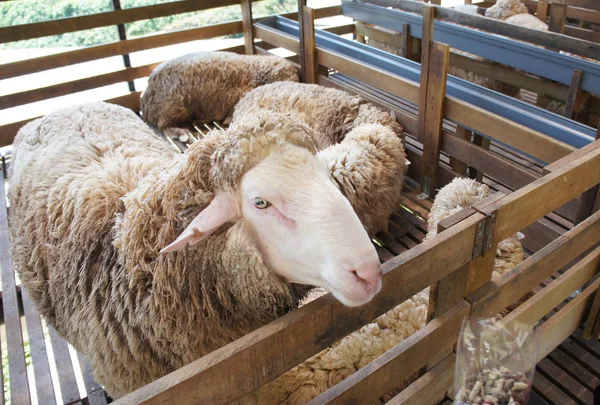 Ovelhas Raças Selecionadas Gado São Colocados Nas Gaiolas Dada Farelo — Fotografia de Stock