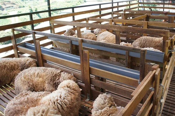 Ovelhas Raças Selecionadas Gado São Colocados Nas Gaiolas Dada Farelo — Fotografia de Stock