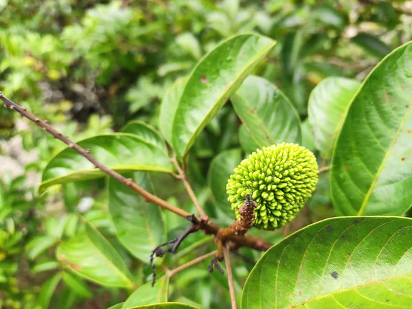 Mersing Malaisie Mai 2019 Fruit Pulasan Nom Scientifique Nephelium Mutabile — Photo
