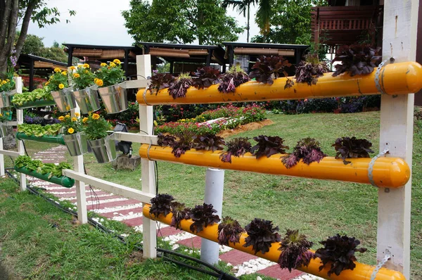 Kuala Lumpur Malaysia Julho 2018 Flores Legumes São Plantados Verticalmente — Fotografia de Stock