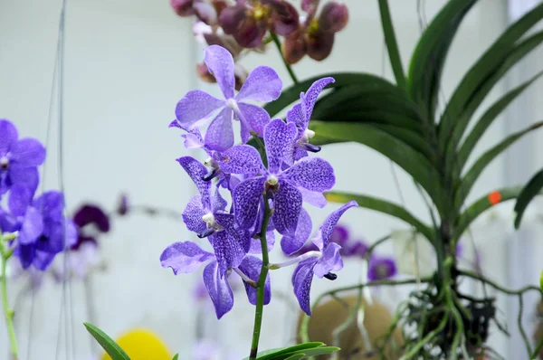 Kuala Lumpur Malezja Sierpnia 2018 Kolorowe Tropikalne Egzotyczne Orchidee Kwiat — Zdjęcie stockowe