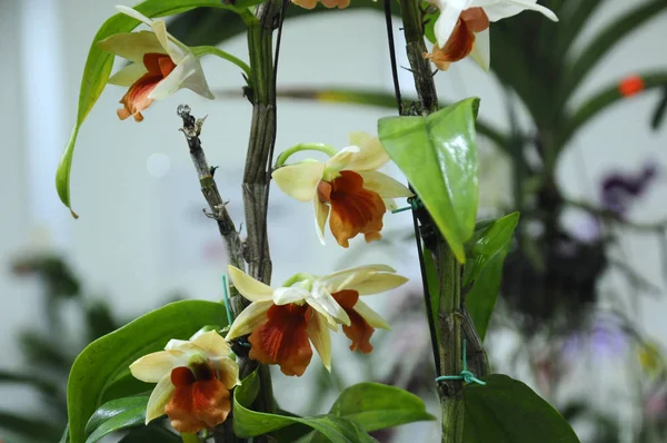 Kuala Lumpur Malezja Sierpnia 2018 Kolorowe Tropikalne Egzotyczne Orchidee Kwiat — Zdjęcie stockowe