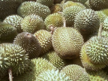 Satışa hazır olgun durian meyve yığını. 