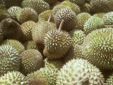 Satışa hazır olgun durian meyve yığını. 