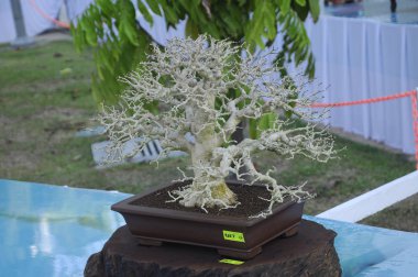 Putrajaya, Malezya-25 Ağustos 2018: Bonsai ağaç göstermek için kamu Putrajaya, Malezya Kraliyet Floria Putrajaya bahçesinde.