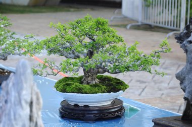 Putrajaya, Malezya-25 Ağustos 2018: Bonsai ağaç göstermek için kamu Putrajaya, Malezya Kraliyet Floria Putrajaya bahçesinde.