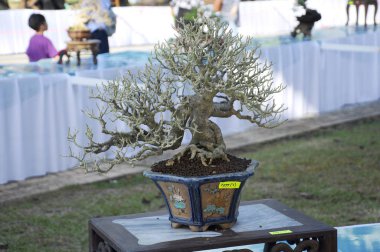 Putrajaya, Malezya-25 Ağustos 2018: Bonsai ağaç göstermek için kamu Putrajaya, Malezya Kraliyet Floria Putrajaya bahçesinde.