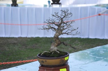 Putrajaya, Malezya-25 Ağustos 2018: Bonsai ağaç göstermek için kamu Putrajaya, Malezya Kraliyet Floria Putrajaya bahçesinde.