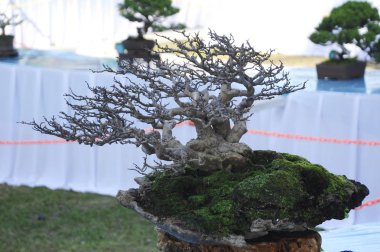 Putrajaya, Malezya-25 Ağustos 2018: Bonsai ağaç göstermek için kamu Putrajaya, Malezya Kraliyet Floria Putrajaya bahçesinde.