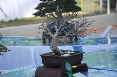 Putrajaya, Malezya-25 Ağustos 2018: Bonsai ağaç göstermek için kamu Putrajaya, Malezya Kraliyet Floria Putrajaya bahçesinde.