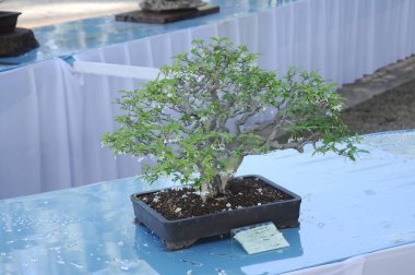 Putrajaya, Malezya-25 Ağustos 2018: Bonsai ağaç göstermek için kamu Putrajaya, Malezya Kraliyet Floria Putrajaya bahçesinde.