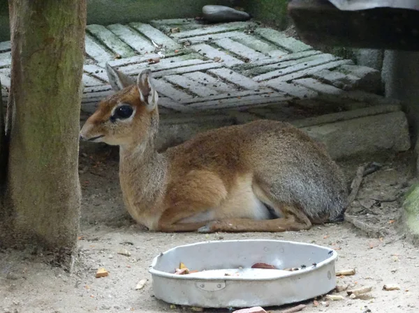 Mouse-deer or local tongue called kancil