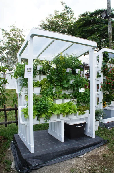 马来西亚吉隆坡 2018年11月23日 植物苗圃中的蔬菜和花卉采用多层水培法种植 以节省使用空间 它由营养品提供 用水作为介质 — 图库照片