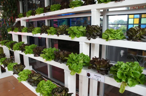 クアラルンプール マレーシア 2018年11月23日 使用スペースを節約するために 複数階建ての水耕栽培方法を使用して植えられた植物の保育園の野菜や花 水を媒体として用いた栄養素によって供給される — ストック写真