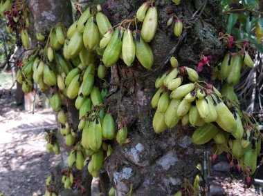 Averrhoa bilimbi, Güneydoğu Asya 'da insanlar tarafından baharat olarak kullanılan ve ekşi yemekler için lezzet arttırıcı olarak bilinen bir bulut türü.. 