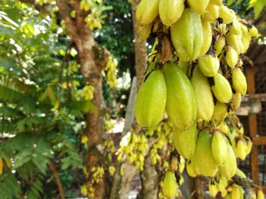 Averrhoa bilimbi, Güneydoğu Asya 'da insanlar tarafından baharat olarak kullanılan ve ekşi yemekler için lezzet arttırıcı olarak bilinen bir bulut türü.. 