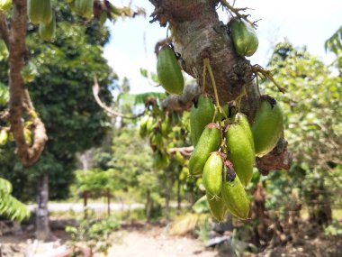 Averrhoa bilimbi, Güneydoğu Asya 'da insanlar tarafından baharat olarak kullanılan ve ekşi yemekler için lezzet arttırıcı olarak bilinen bir bulut türü.. 