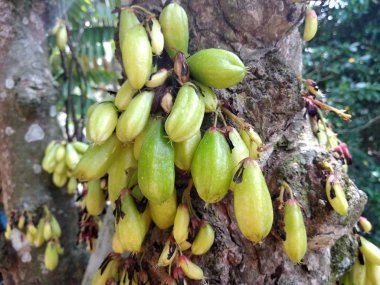 Averrhoa bilimbi, Güneydoğu Asya 'da insanlar tarafından baharat olarak kullanılan ve ekşi yemekler için lezzet arttırıcı olarak bilinen bir bulut türü.. 