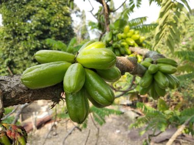 Averrhoa bilimbi, Güneydoğu Asya 'da insanlar tarafından baharat olarak kullanılan ve ekşi yemekler için lezzet arttırıcı olarak bilinen bir bulut türü.. 