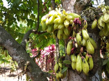 Averrhoa bilimbi, Güneydoğu Asya 'da insanlar tarafından baharat olarak kullanılan ve ekşi yemekler için lezzet arttırıcı olarak bilinen bir bulut türü.. 