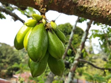 Averrhoa bilimbi, Güneydoğu Asya 'da insanlar tarafından baharat olarak kullanılan ve ekşi yemekler için lezzet arttırıcı olarak bilinen bir bulut türü.. 