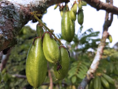 Averrhoa bilimbi, Güneydoğu Asya 'da insanlar tarafından baharat olarak kullanılan ve ekşi yemekler için lezzet arttırıcı olarak bilinen bir bulut türü.. 