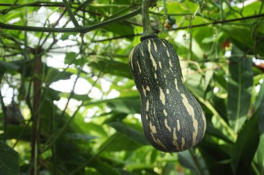 Asılı meyveile kabak ağacı. En son tarım teknolojisine dayalı yeni bir melez ırk.
