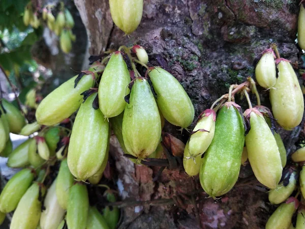 Averrhoa Bilimbi Comunemente Noto Buluh Dirigibile Utilizzato Persone Nel Sud — Foto Stock