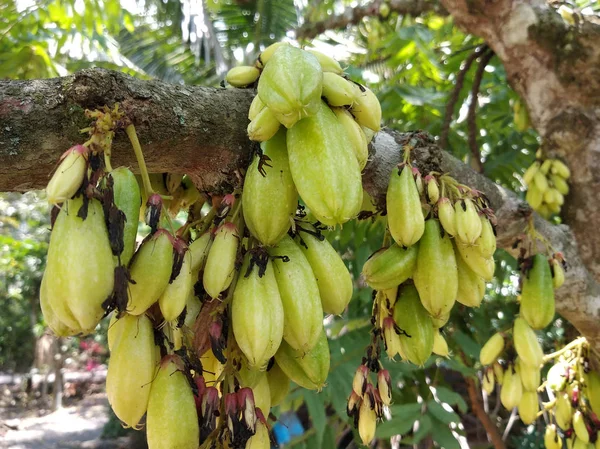 Averrhoa Bilimbi Κοινώς Γνωστό Belimbing Buuh Χρησιμοποιείται Από Τους Ανθρώπους — Φωτογραφία Αρχείου