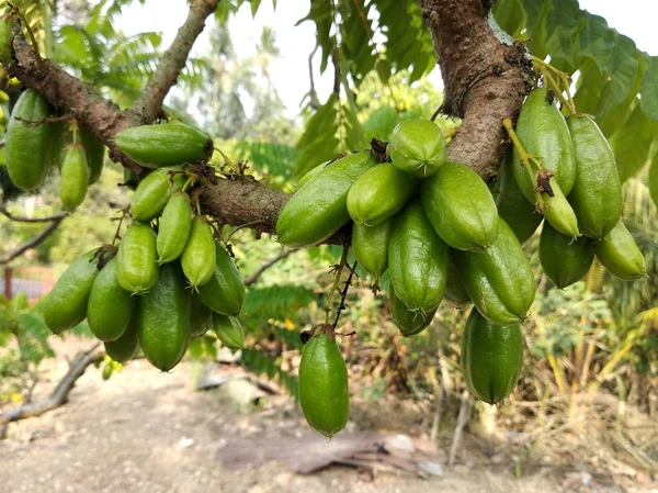 Averrhoa Bilimbi Allmänt Känd Bantning Buluh Som Används Människor Sydostasien — Stockfoto