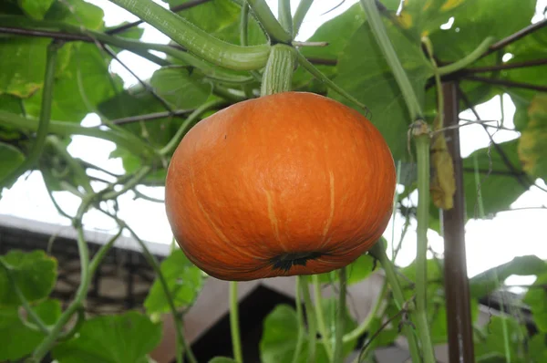 Árbol Calabaza Con Fruto Colgante Una Nueva Raza Híbrida Basada — Foto de Stock