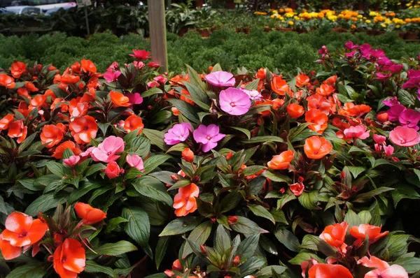 Sorten Von Ungeduldigen Blumen Werden Der Gärtnerei Gepflanzt Und Blühen — Stockfoto