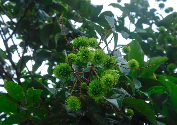 Frutto Rambutan Sull Albero Essendo Maturo Pronto Essere Raccolto Mangiato — Foto Stock