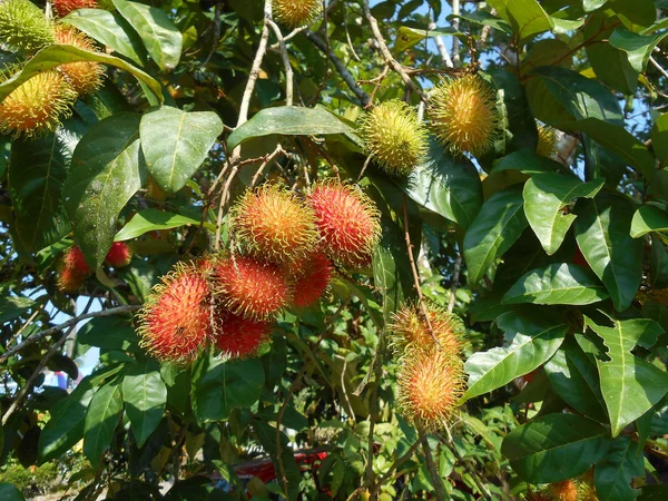 Rambutan Fruta Árbol Siendo Maduro Listo Para Ser Recogido Comido —  Fotos de Stock