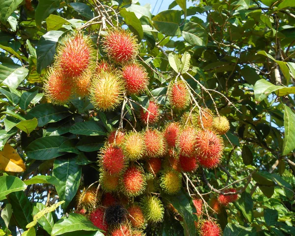 Rambutan Fruta Árbol Siendo Maduro Listo Para Ser Recogido Comido —  Fotos de Stock