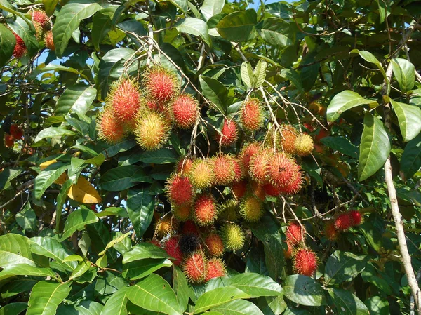 Rambutan Fruta Árbol Siendo Maduro Listo Para Ser Recogido Comido —  Fotos de Stock