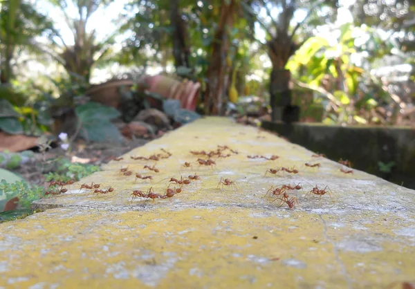 Hormigas Tejedoras Hormigas Rojas Nombre Científico Oecoephylla Smaradgina Que Viven —  Fotos de Stock