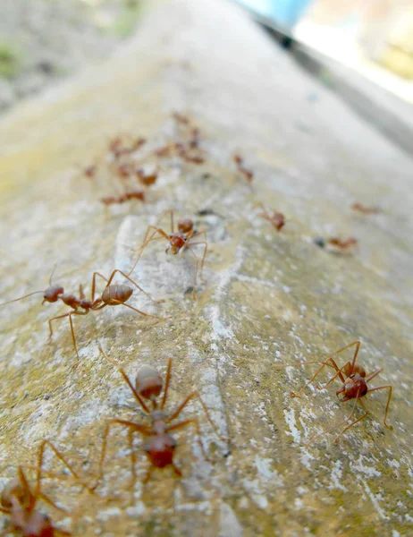 Semut Weaver Atau Semut Merah Nama Ilmiah Oecoephylla Smaradgina Hidup — Stok Foto