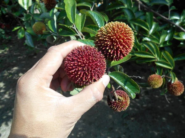 Pulasano Nombre Científico Nephelium Mutabile Blume Menudo Llamado Rambután Salvaje —  Fotos de Stock