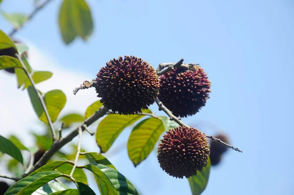 Nom Pulasan Scientifique Nephelium Mutabile Blume Est Souvent Appelé Rambutan — Photo